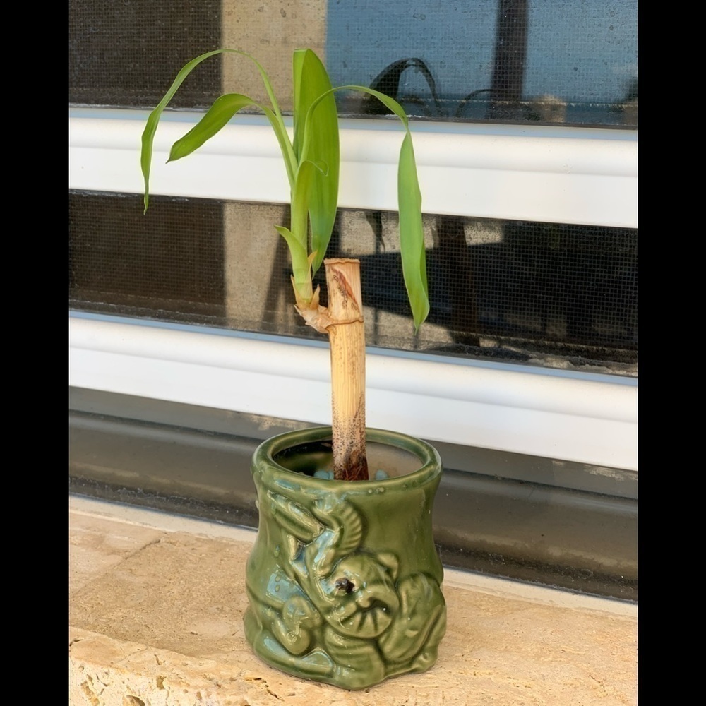 Ceramic Bamboo Pot